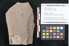 Foto (Objekt + Etikett) von Cotoneaster persei Unger (NHMW-GEO-2024-0188-8039)